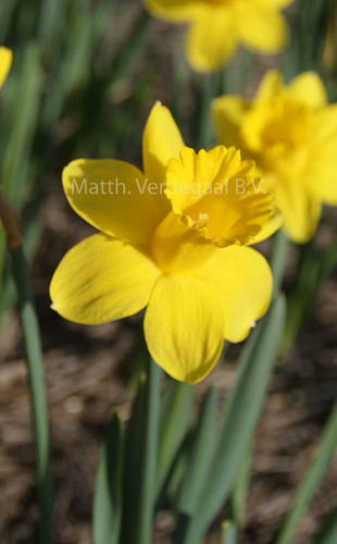 Narcissus Barenwyn