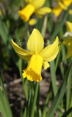 Narcissus February Gold