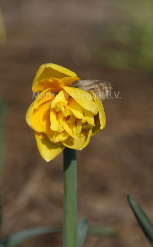Narcissus Gentle Giant