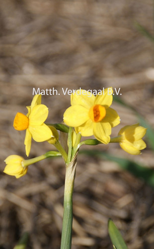 Narcissus Grand Solieil D\'or