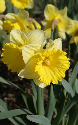 Narcissus Las Vegas