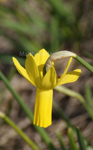 Narcissus Rapture