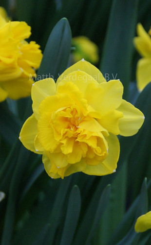 Narcissus Double Gold Medal