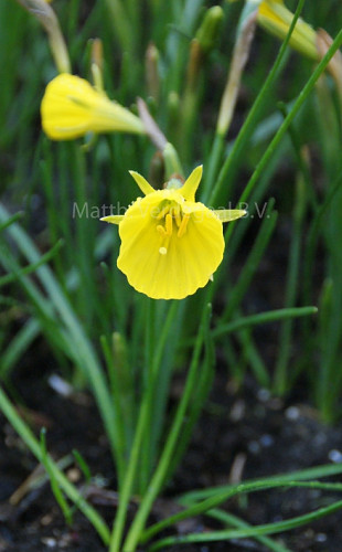 Narcissus Oxford Gold