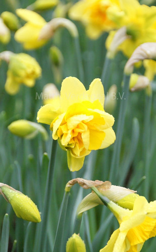 Narcissus Queensday