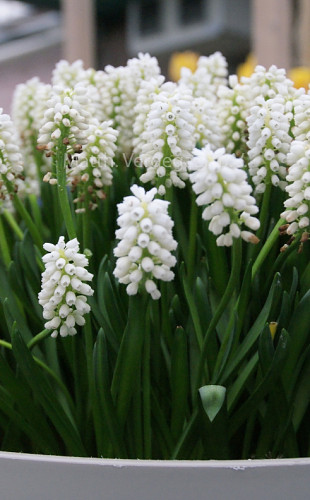 Muscari Casablanca