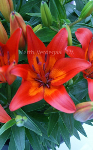Lilium Asian Matrix