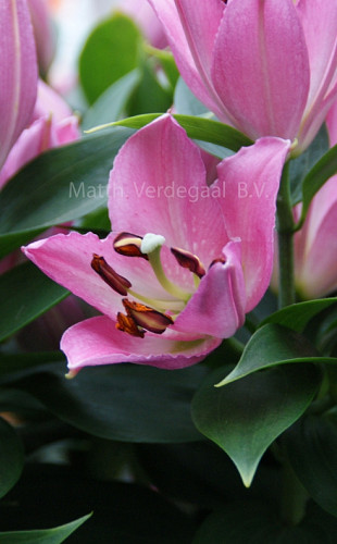Lilium Souvenir Roze