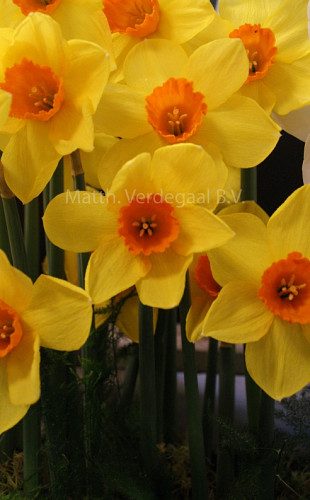 Narcissus Brackenhurst