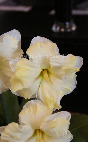 Narcissus Cassata