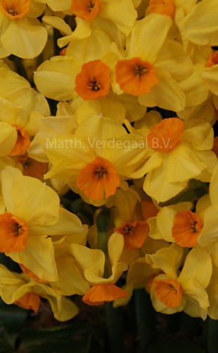 Narcissus Castanets