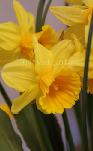 Narcissus Dear Corrine