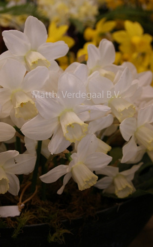Narcissus Greenlet