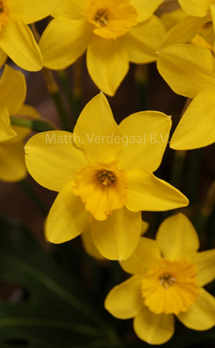 Narcissus Marzo
