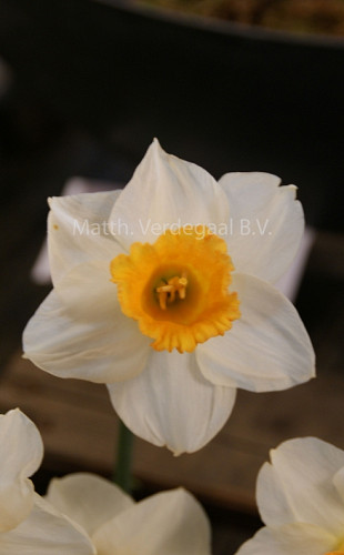 Narcissus Orange Sunset