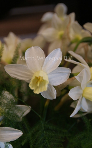 Narcissus Sailboot