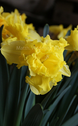 Narcissus Sailorman