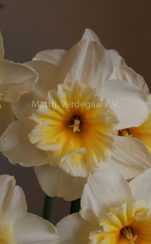Narcissus Slim Whitman