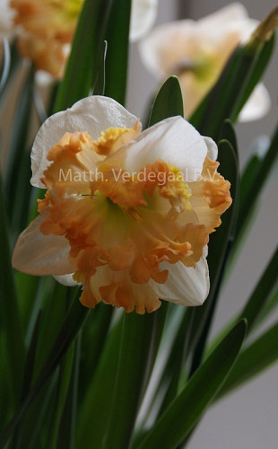 Narcissus Sunny Girlfriend