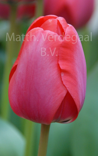 Tulipa Kay