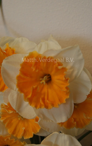 Narcissus Soestdijk