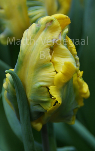 Tulipa Sunny Parrot