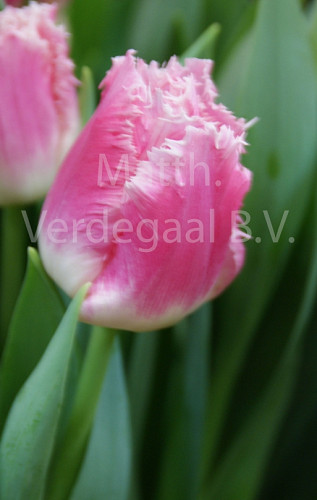 Tulipa Dallas