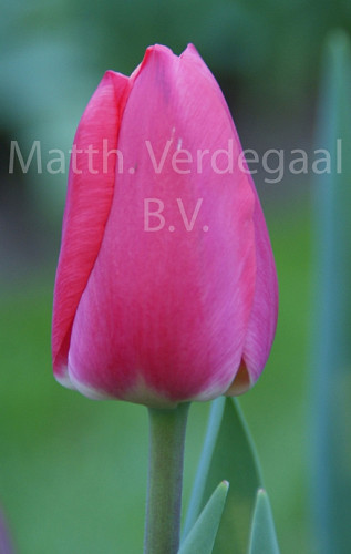 Tulipa Cherry Delight