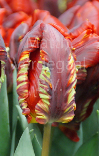Tulipa Rococo