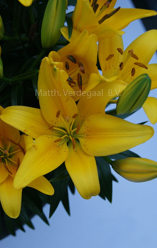 Lilium Sunny Robyn