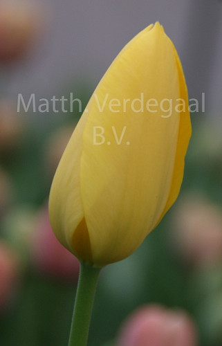 Tulipa Big Smile