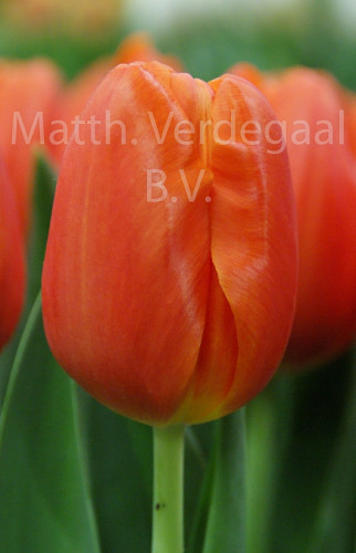 Tulipa Orange Juice