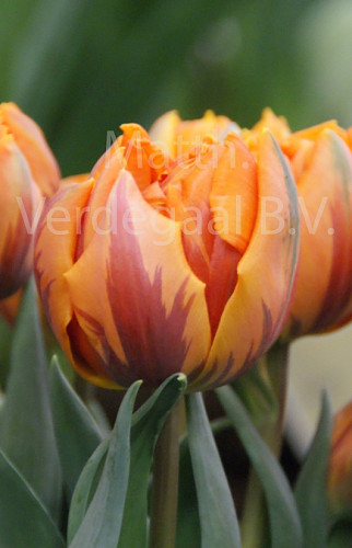 Tulipa Orange Princess