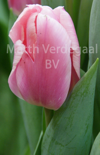 Tulipa Algarve