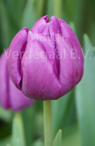 Tulipa Milka