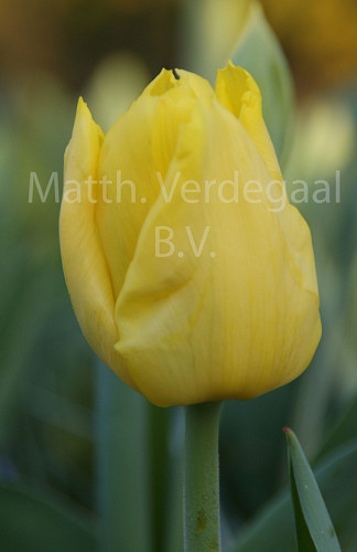 Tulipa Kikomachi