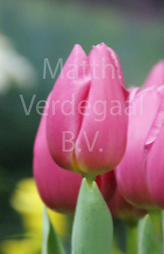 Tulipa Pink Twist