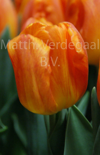Tulipa Quito