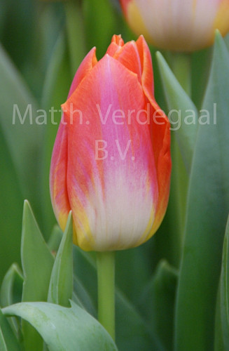 Tulipa Sunrise Dynasty