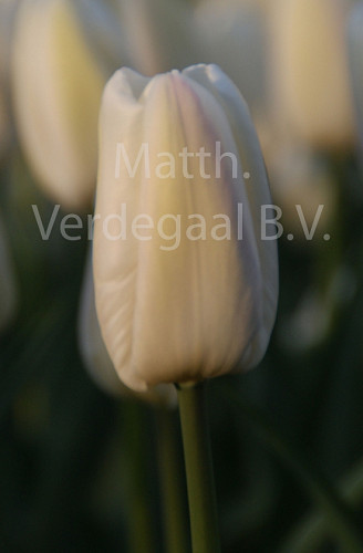 Tulipa Snow Board