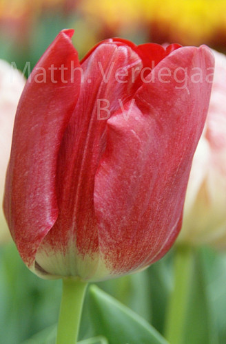Tulipa Hemisphere