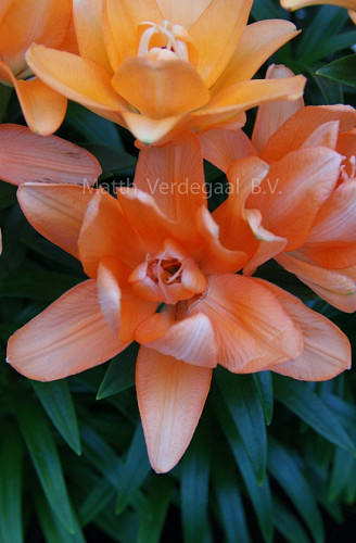 Lilium Tiny Double You