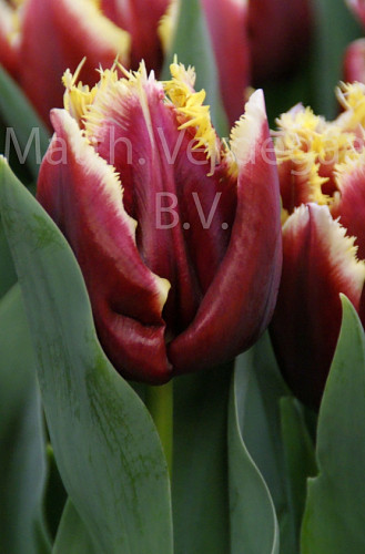 Tulipa Mercure