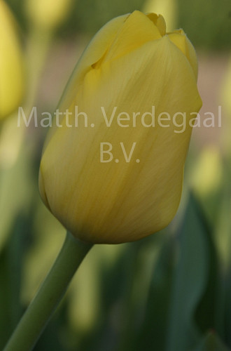 Tulipa Conqueror