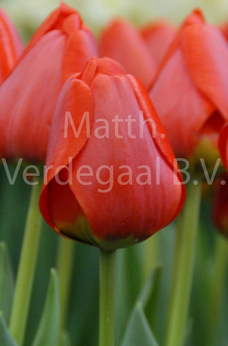 Tulipa Apeldoorn