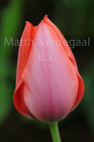 Tulipa Trick