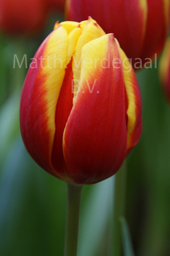 Tulipa Dow Jones