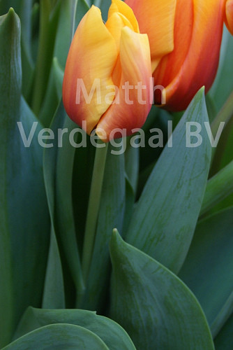 Tulipa Cash
