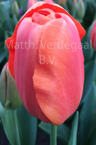 Tulipa Teletubby