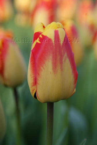 Tulipa Banja Luka